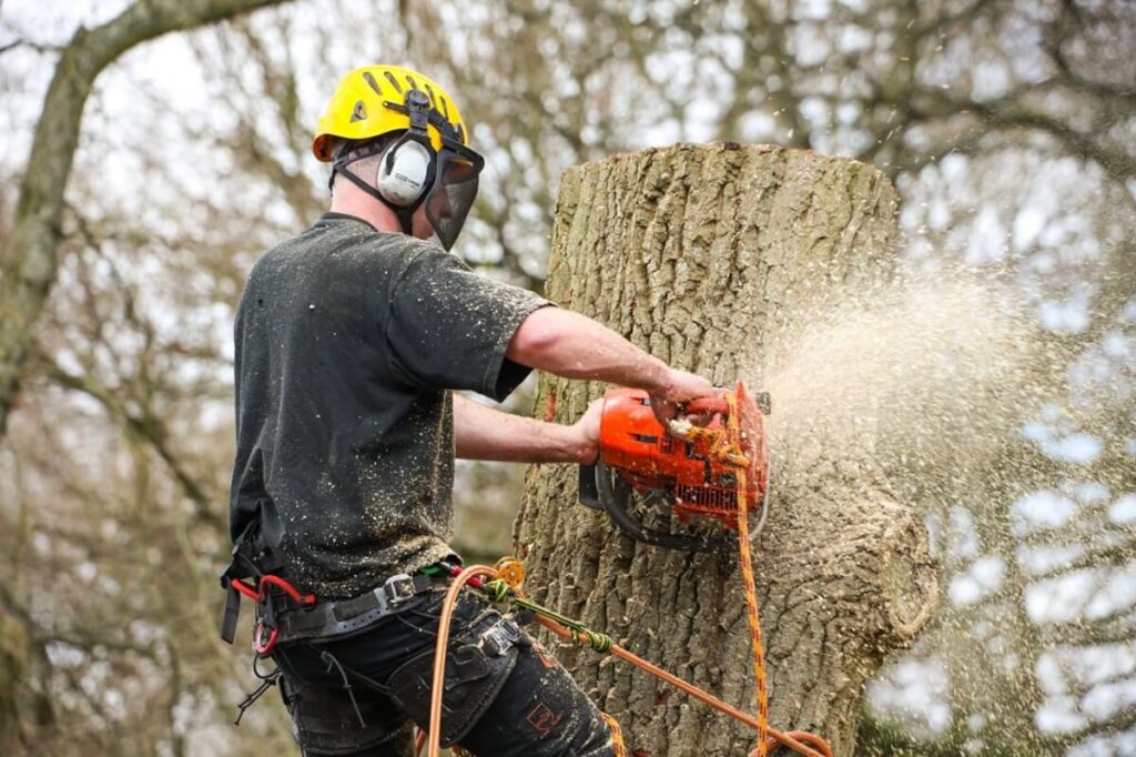What to Expect During a Tree Removal Process?