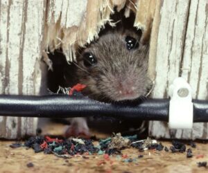 Professional vs. DIY Rat Control: What’s the Best Option in Brisbane?