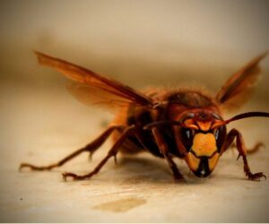 Wasp Control Brampton: Effective Solutions for Your Home and Business