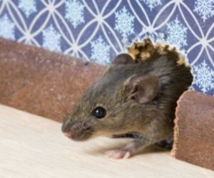 Effective Rodent Control Queens: A Comprehensive Guide